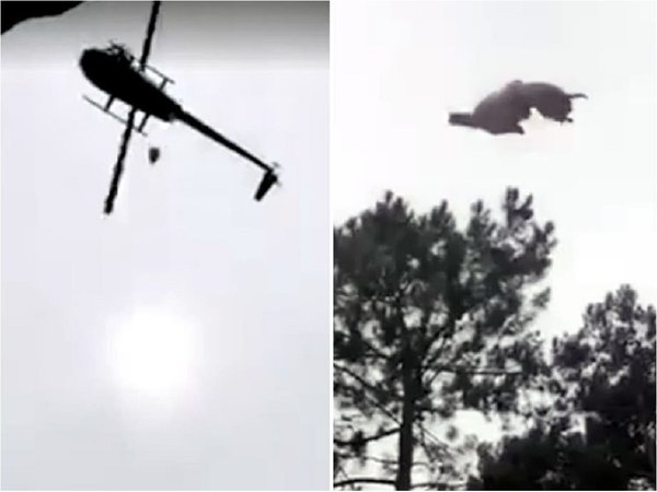 Uruguay: Lanzan animal desde un helicóptero a una piscina