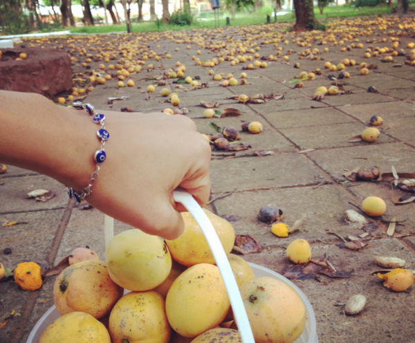 Voluntarios prevén llevar mangos a niños nativos del Chaco - ADN Paraguayo