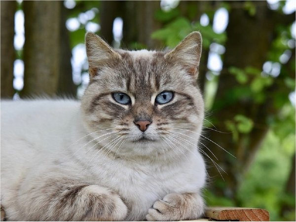 El parásito de los gatos que reduce el miedo y la ansiedad en ratones