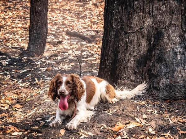 Taylor, la perra entrenada que rescata koalas de los incendios