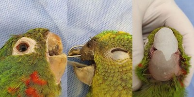 Brasil: Rescatan y reconstruyen pico a un loro que fue víctima de maltratos