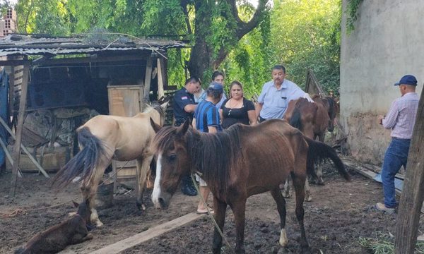 ¡Piel y hueso! Rescatan caballo en último grado de desnutrición