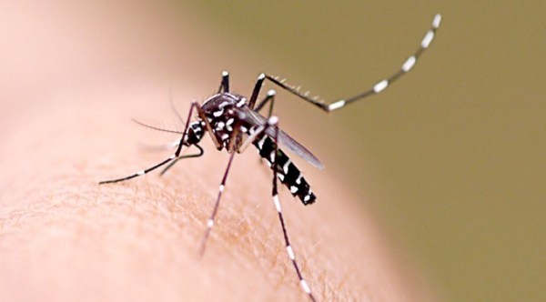 Casos de dengue van en aumento: Piden ayudar a eliminar los criaderos y consultar ante primeros síntomas