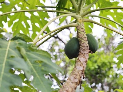 El dengue y la medicina alternativa: ¿Se puede usar la hoja de mamón?