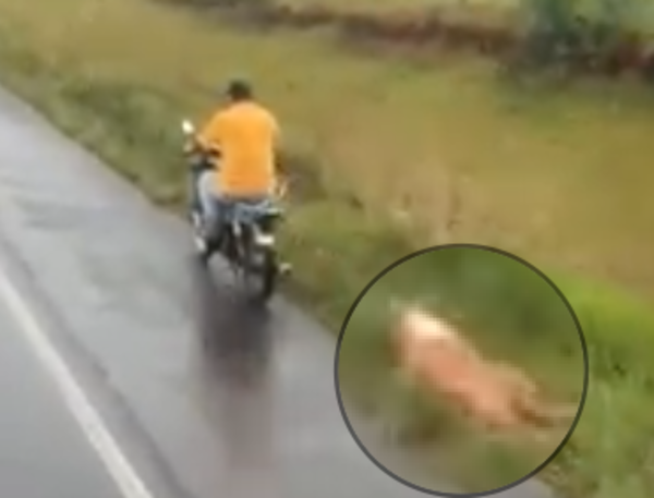 (VIDEO) Arriero estiraba con una piola a un jagua´i en plena ruta