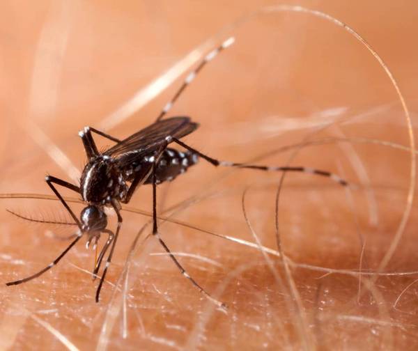 Docente muere por posible cuadro de dengue