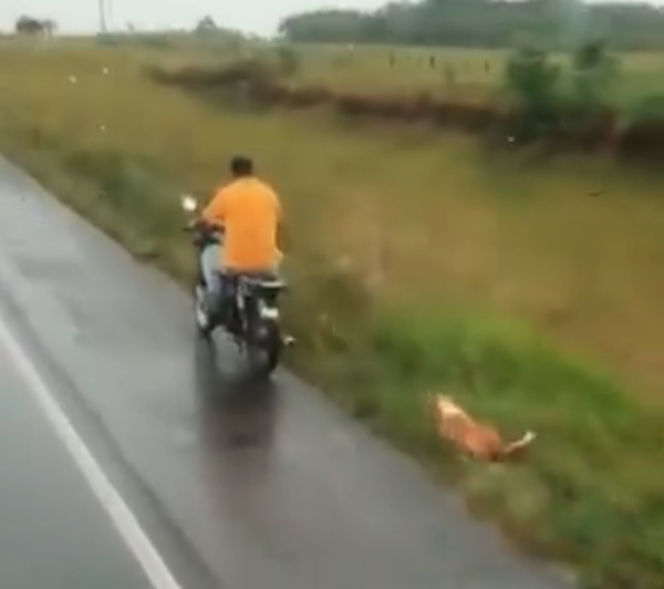 Imputan a un hombre por arrastar a un perro