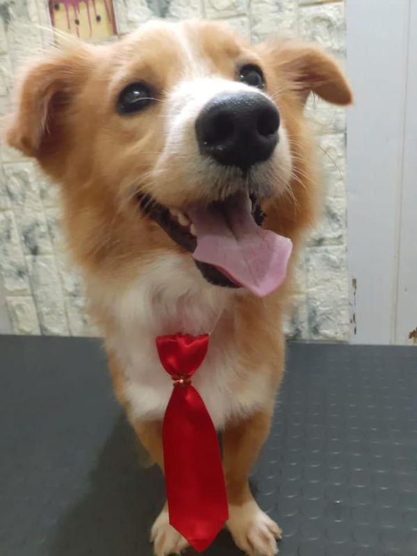 Imputan a motociclista y rescatan a perro maltratado - Nacionales - ABC Color