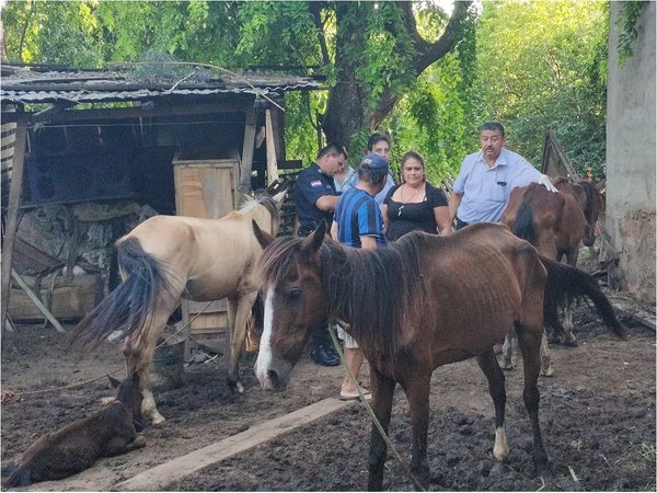 Rescatan cuatro caballos en pésimo estado de salud