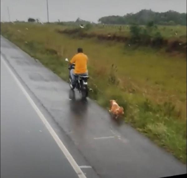 Motociclista arrastró a un perro y fue imputado por la Fiscalía - ADN Paraguayo