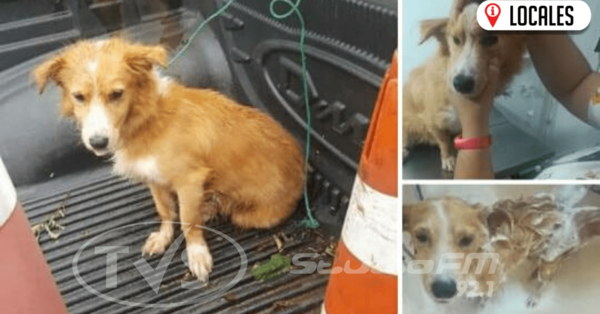 Perro que fue arrastrado por su dueño ya fue rescatado
