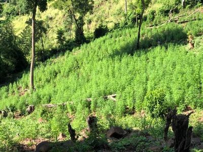 Destruyen importante cantidad de plantación de marihuana en Amambay - Nacionales - ABC Color