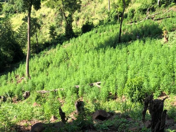 Destruyen importante cantidad de plantación de marihuana en Amambay - Nacionales - ABC Color