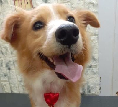 Camionero héroe celebra actual bienestar de perro arrastrado