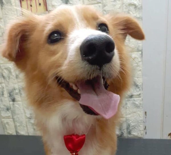 Camionero héroe celebra actual bienestar de perro arrastrado