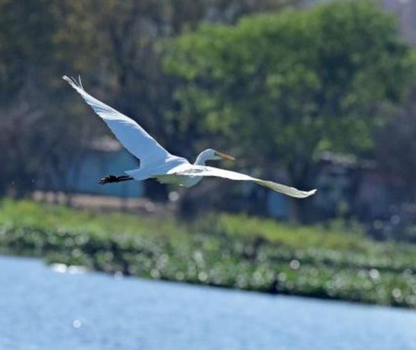 Vuelven las garzas a la bahía de Asunción