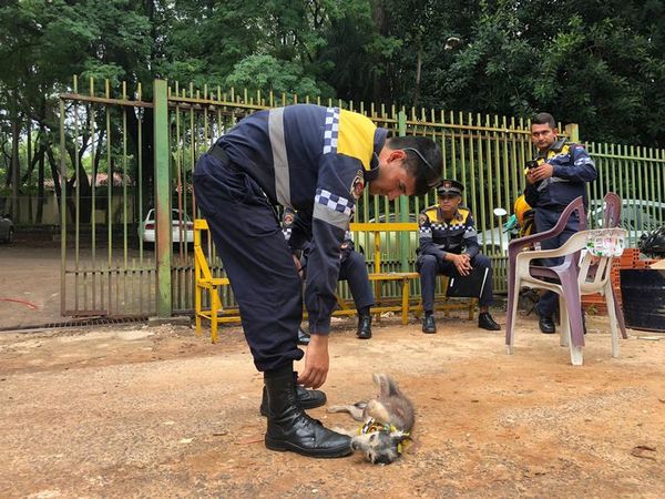 Perrita que mordió a Kelembu recibió asistencia y hasta una casa - ABC en el Este - ABC Color