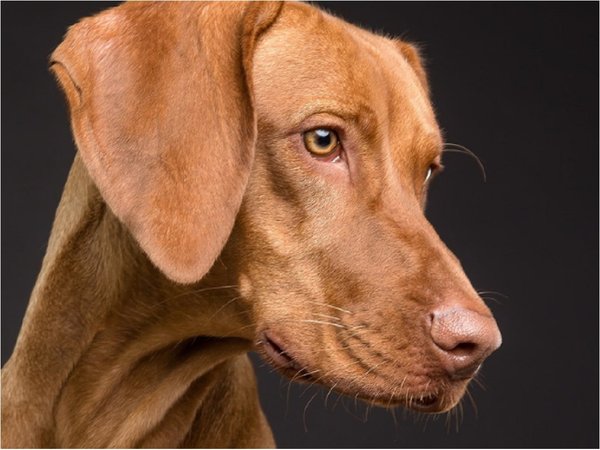 Priones de perros podrían ayudar a crear terapias para humanos