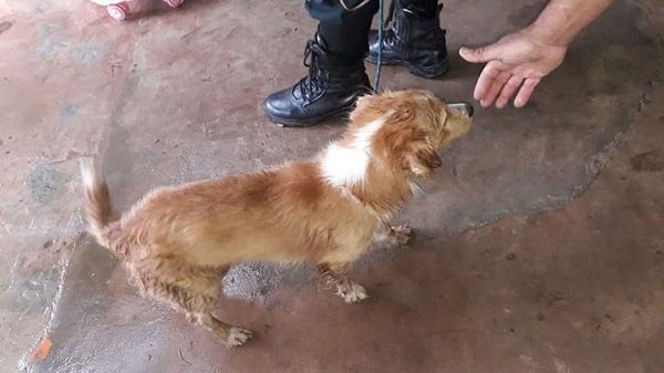 Aseguran que motociclista imputado estaba rescatando al perro