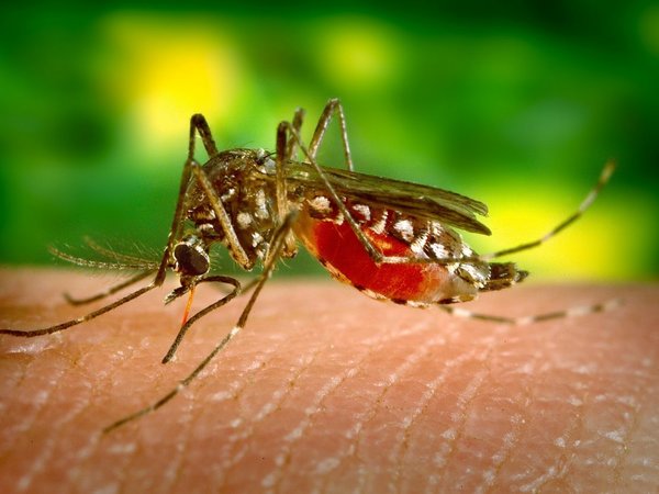 No registran casos confirmados de dengue en Caaguazú