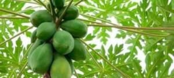 HOY / Hoja del mamón, antioxidante natural que aportaría al aumento de plaquetas en pacientes con dengue