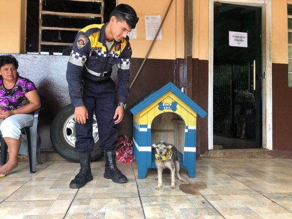 Veterinaria asiste a perrita que mordió a “Kelembu”