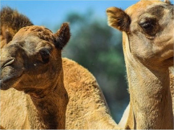 Desde helicópteros mataron a 5.000 camellos en Australia