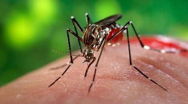 HOY / No toda fiebre con dolores es dengue: por qué es clave la prueba y diagnóstico médico