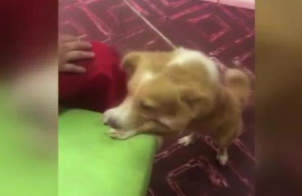 Reportes ciudadanos : Terrible seguidilla de maltrato animal - SNT