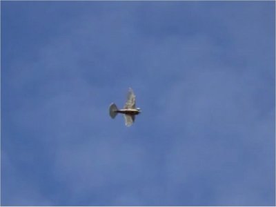 Crean robot volador con alas emplumadas