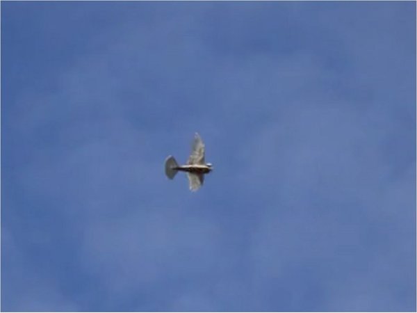 Crean robot volador con alas emplumadas