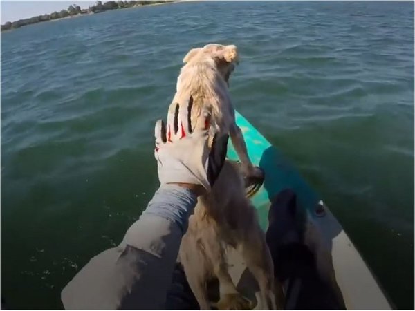 Rescate de perro en Ayolas se vuelve viral