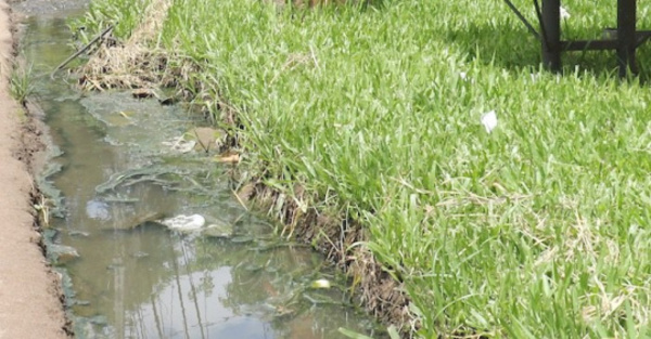 No salen por miedo al dengue