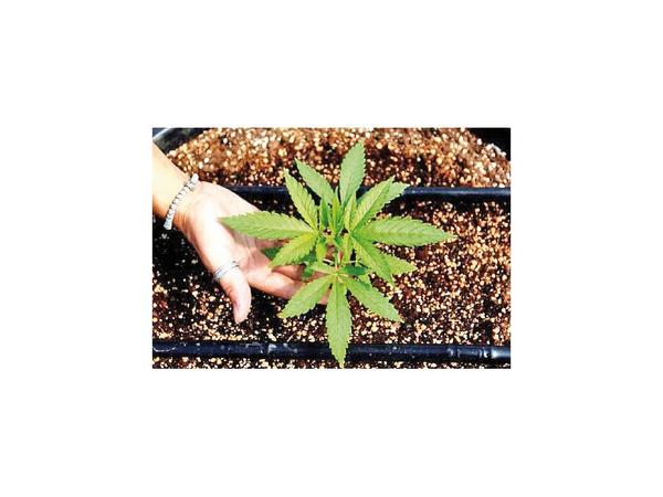 Los alimentos con cannabis llegan a las mesas de Italia