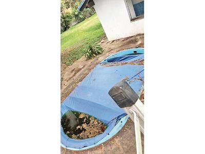 Piscina abandonada está llena de larvas