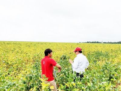 Un auspicioso avance de la soja, sin aparición de roya - Economía - ABC Color