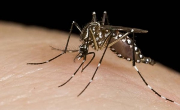 Segunda muerte por dengue confirmada en el año