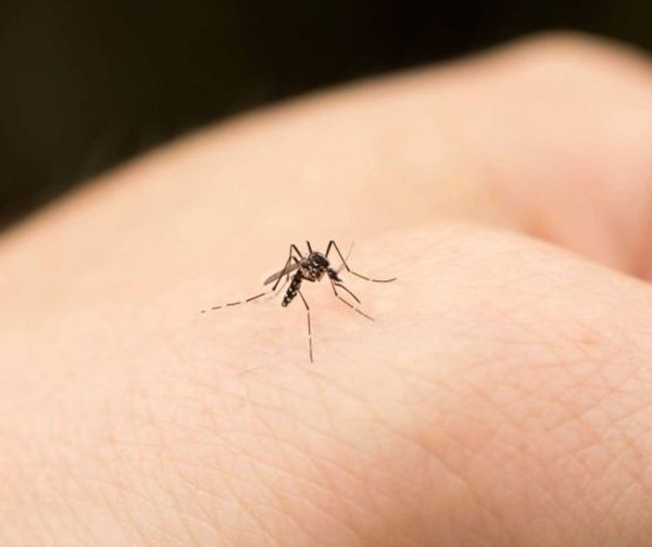 Mitos y realidades con respecto al dengue
