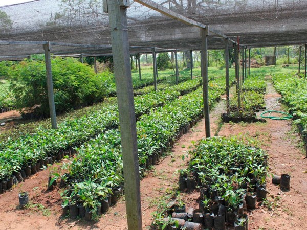 Escuela Agrícola desea instalar un vivero con arboles nativos del Chaco