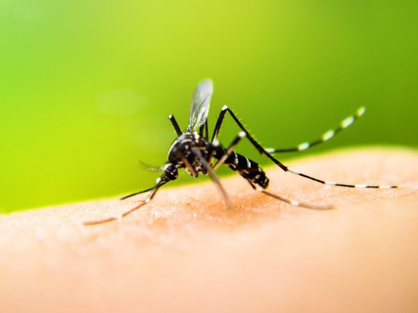 Decile chau al dengue