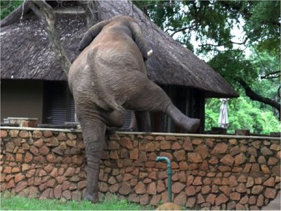 Registran momento en que un elefante salta un muro por mangos