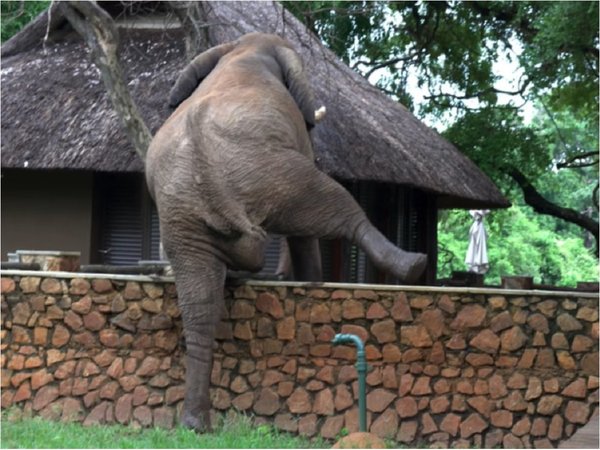 Registran momento en que un elefante salta un muro por mangos