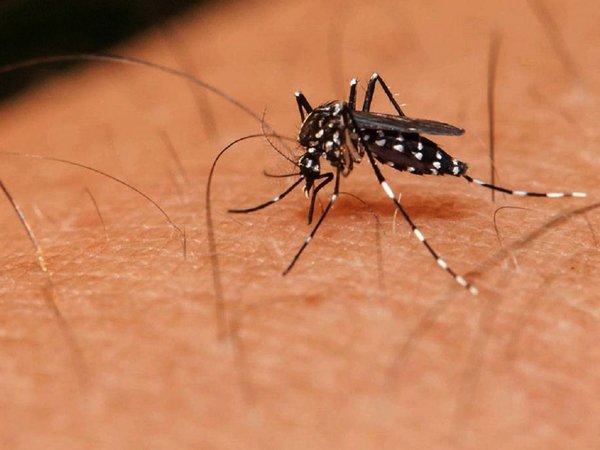 Aedes: Radiografía del enemigo  que está causando estragos