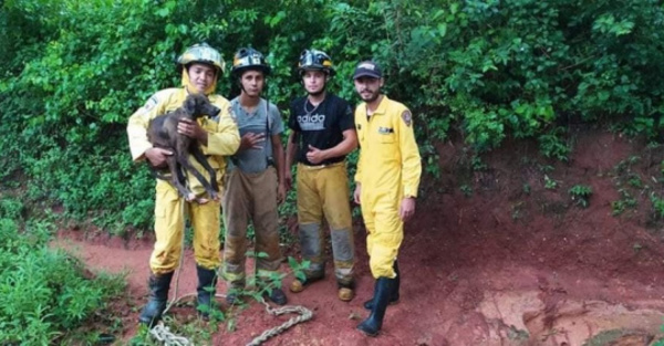 Los bomberos  rescataron a  un animalito