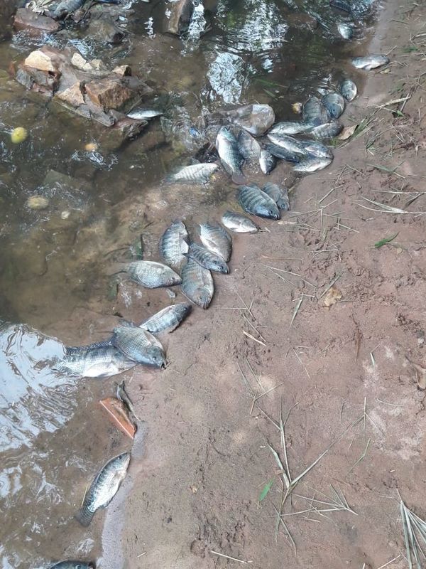 Mortandad de peces en arroyo San Lorenzo - Nacionales - ABC Color
