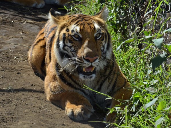 Guatemala envía tigres y leones rescatados a santuario de Sudáfrica