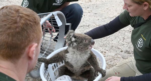 Incendios en Australia amenazan futuro de 327 especies de animales y plantas » Ñanduti