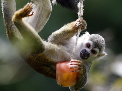 Animales del zoológico de Medellín reciben helados para mitigar el calor