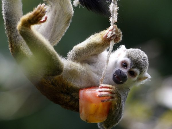 Animales del zoológico de Medellín reciben helados para mitigar el calor