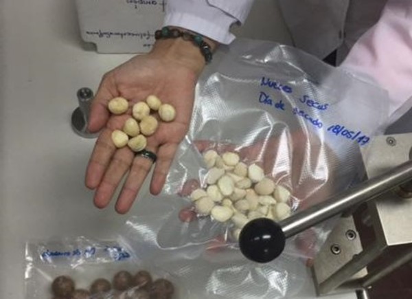 Productores podrán exportar nuez de macadamia gracias al aporte de una investigación paraguaya » Ñanduti
